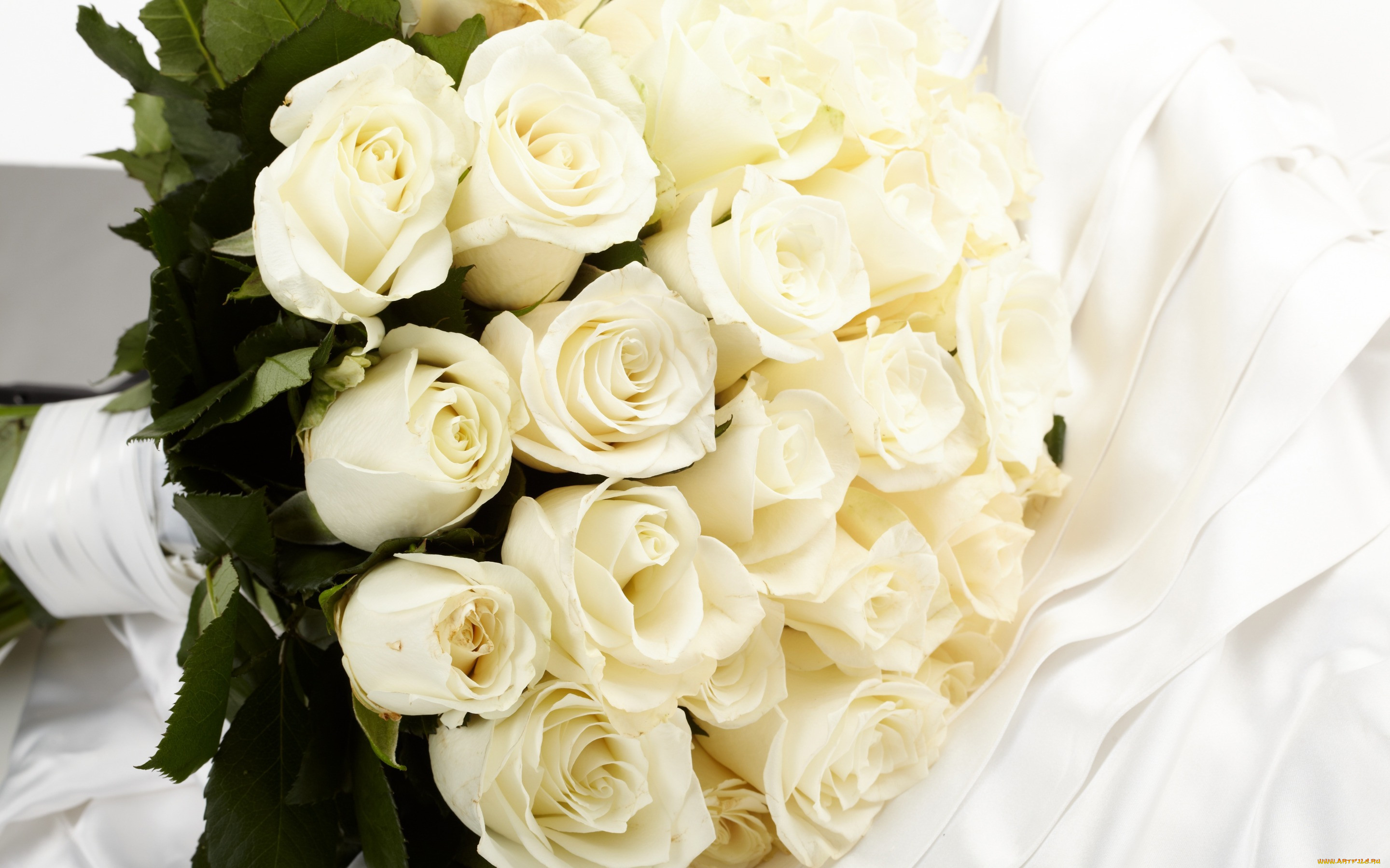 , , flowers, , roses, , white